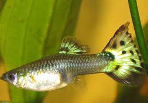 Hal guppy nőstény
