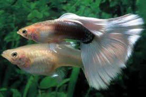 Hal guppy hím