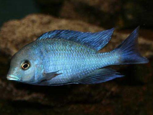 Hal sügér delfin S